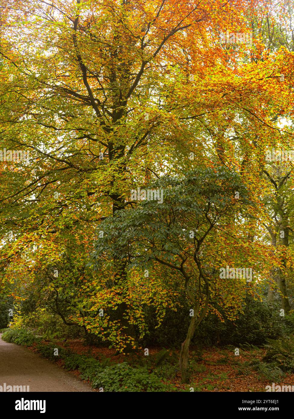 Goldene Buchen im Herbst Stockfoto