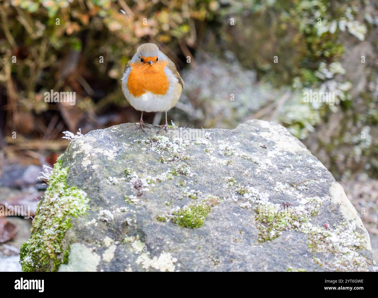Robin ( Erthacus Nibecula ) steht in einem schneebedeckten Hintergrund in Staffordshire England Großbritannien Stockfoto