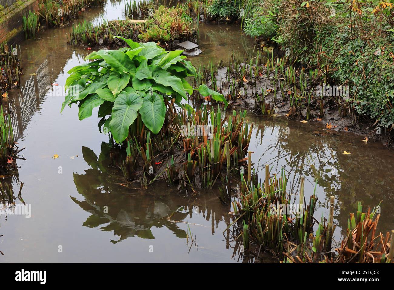 Eine isolierte Philodendron-Pflanze mit großen grünen Blättern, umgeben von Wasser in einem Fluss. Reflexion. Stockfoto