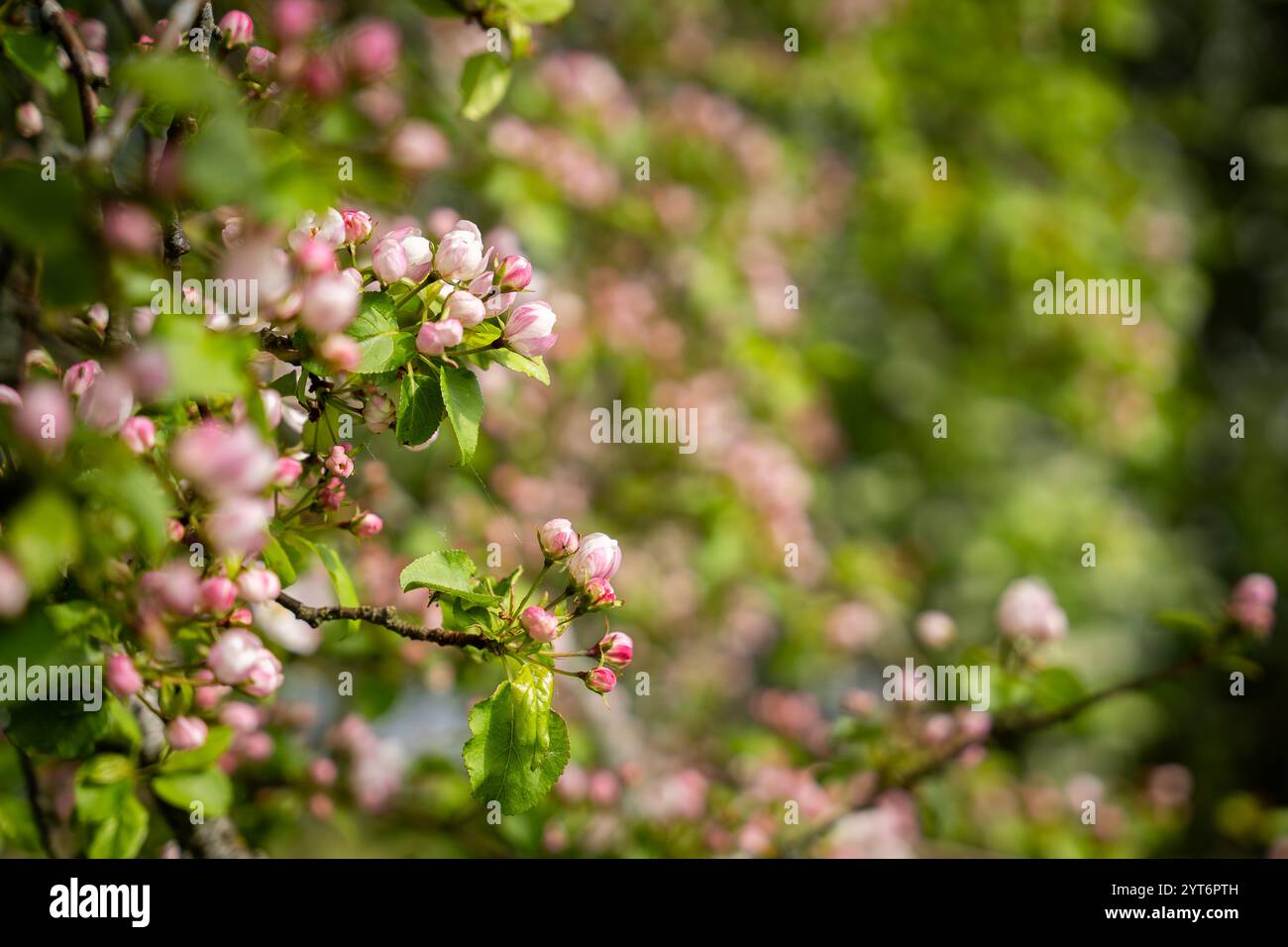 Apfelblüte (Malus domestica) im Frühjahr auf der Strandwiese. Blumen-Hintergrund auf einem Apfelbaumzweig. Unscharfer Hintergrund. Hintergrundbild. Selektiv fo Stockfoto