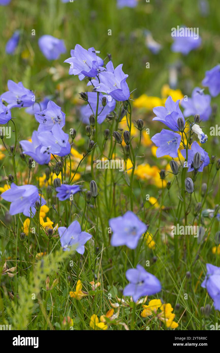 Rundblättrige Glockenblume, Campanula rotundifolia, gemeine Harebell, Schottisches Blauschell, Blauschelle von Schottland, Norwegen, Norwegen Stockfoto