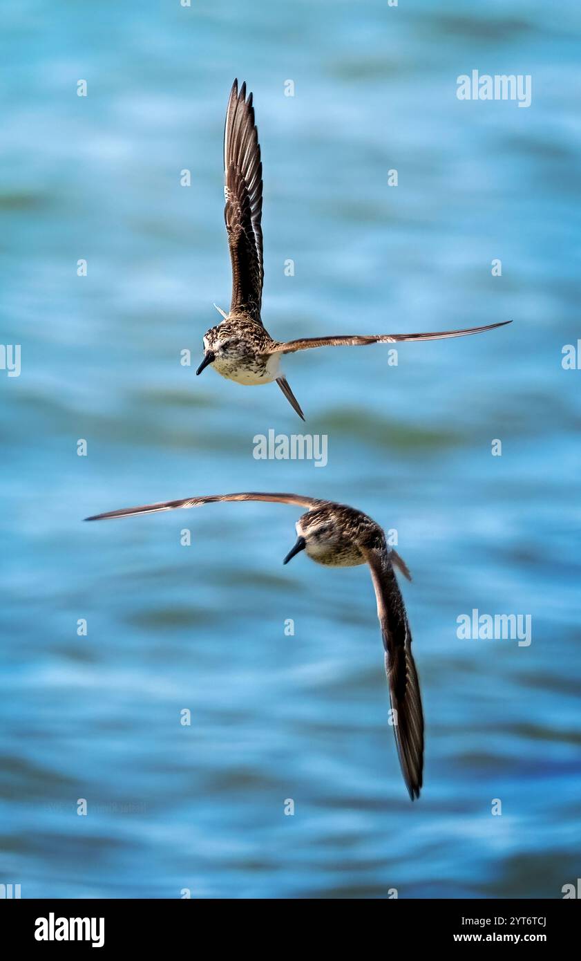 Zwei Vögel, die anmutig über Blue Water fliegen Stockfoto