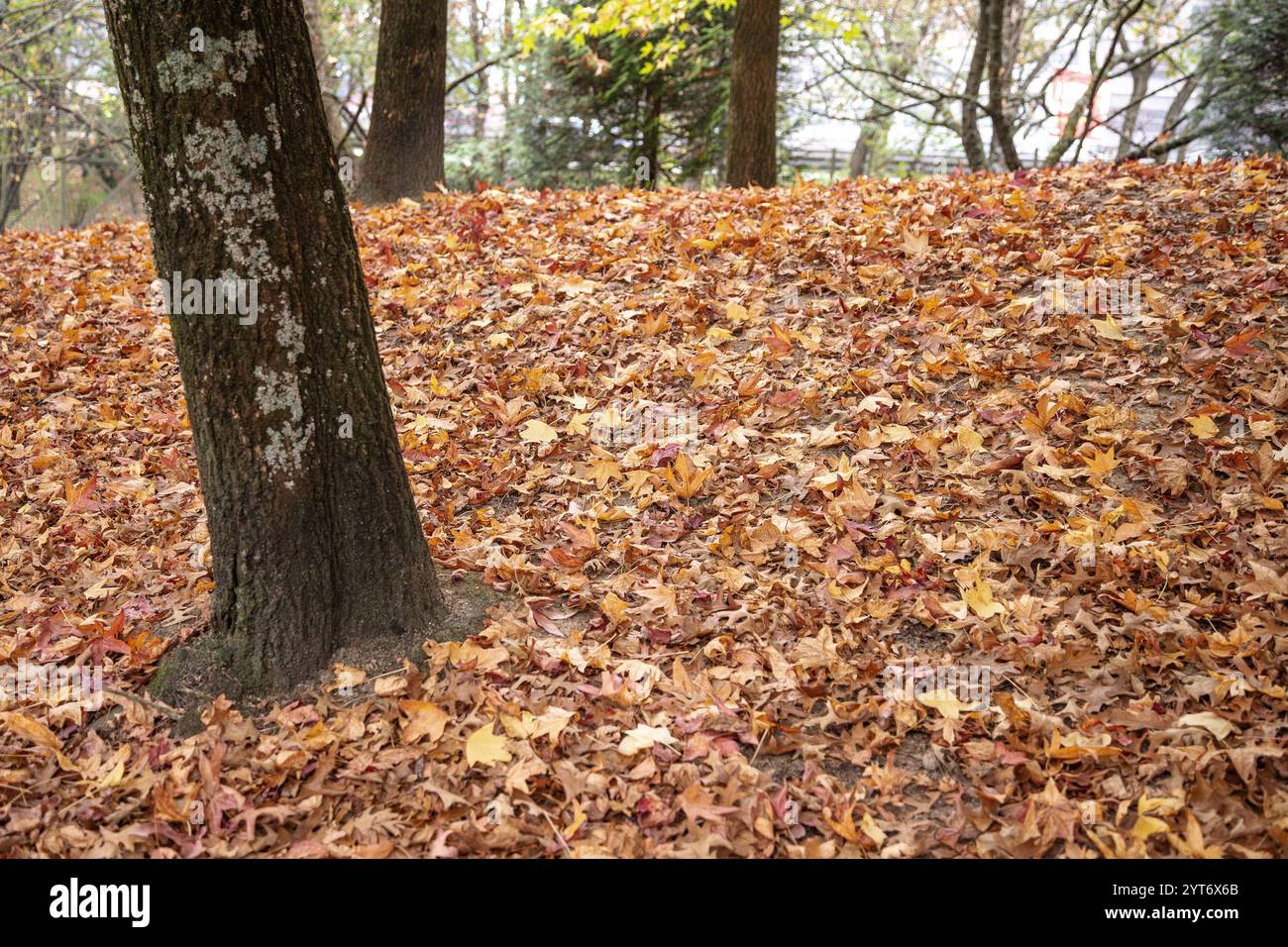 Ein großer Baum mit einer dicken Schicht gefallener brauner Herbstblätter bildet einen natürlichen, strukturierten Teppich in einer ruhigen Waldumgebung. Stockfoto