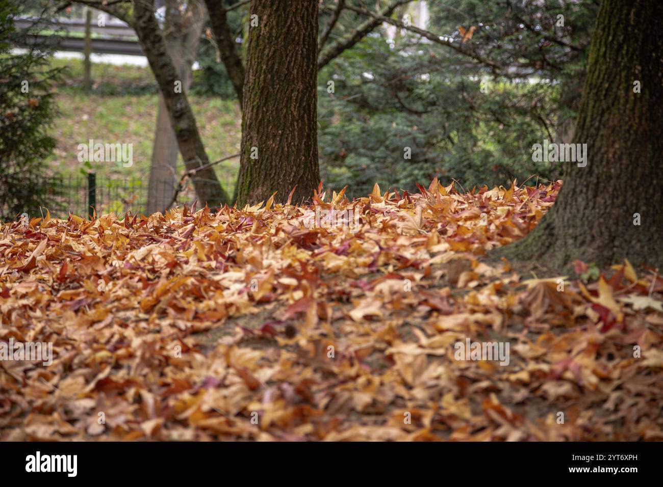 Große Bäume mit einer dicken Schicht gefallener brauner Herbstblätter, die einen natürlichen, strukturierten Teppich in einer ruhigen Waldumgebung schaffen. Stockfoto