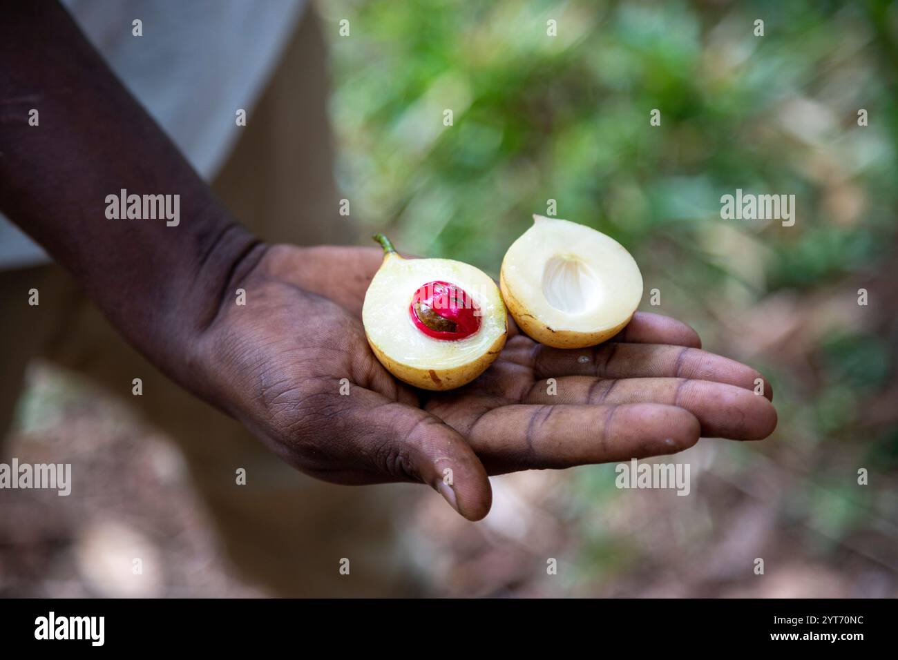 Muskatnuss in zwei Hälften geschnitten, sichtbare Frucht mit Samen auf der Hand von schwarzafrikanischem Mann, sichtbare Aril um Muskatnuss herum. Gewürzfarm in Sansibar. Stockfoto