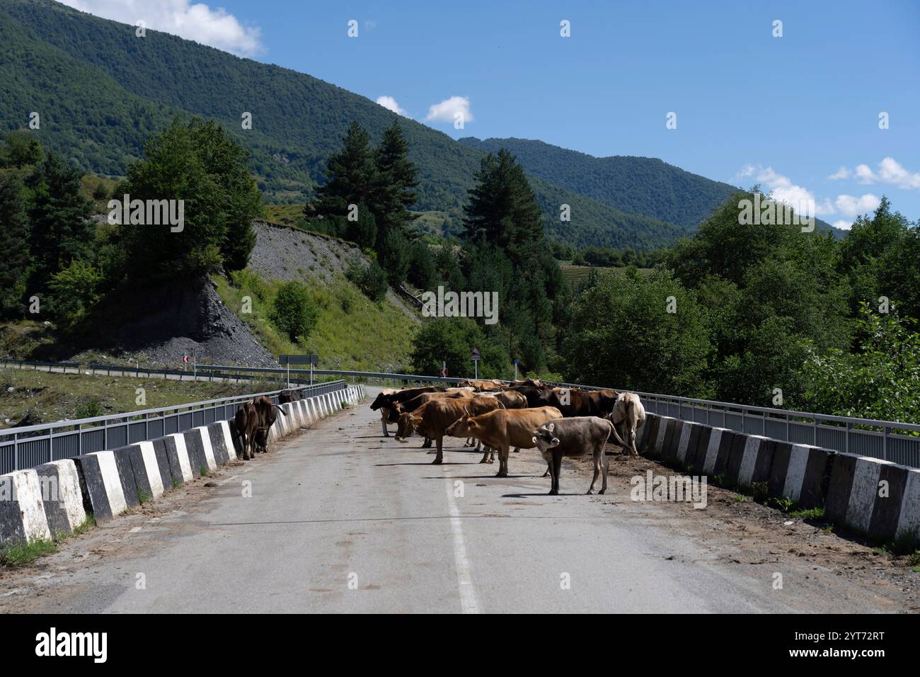 Kühe auf einer Straßenbrücke in Georgia Stockfoto