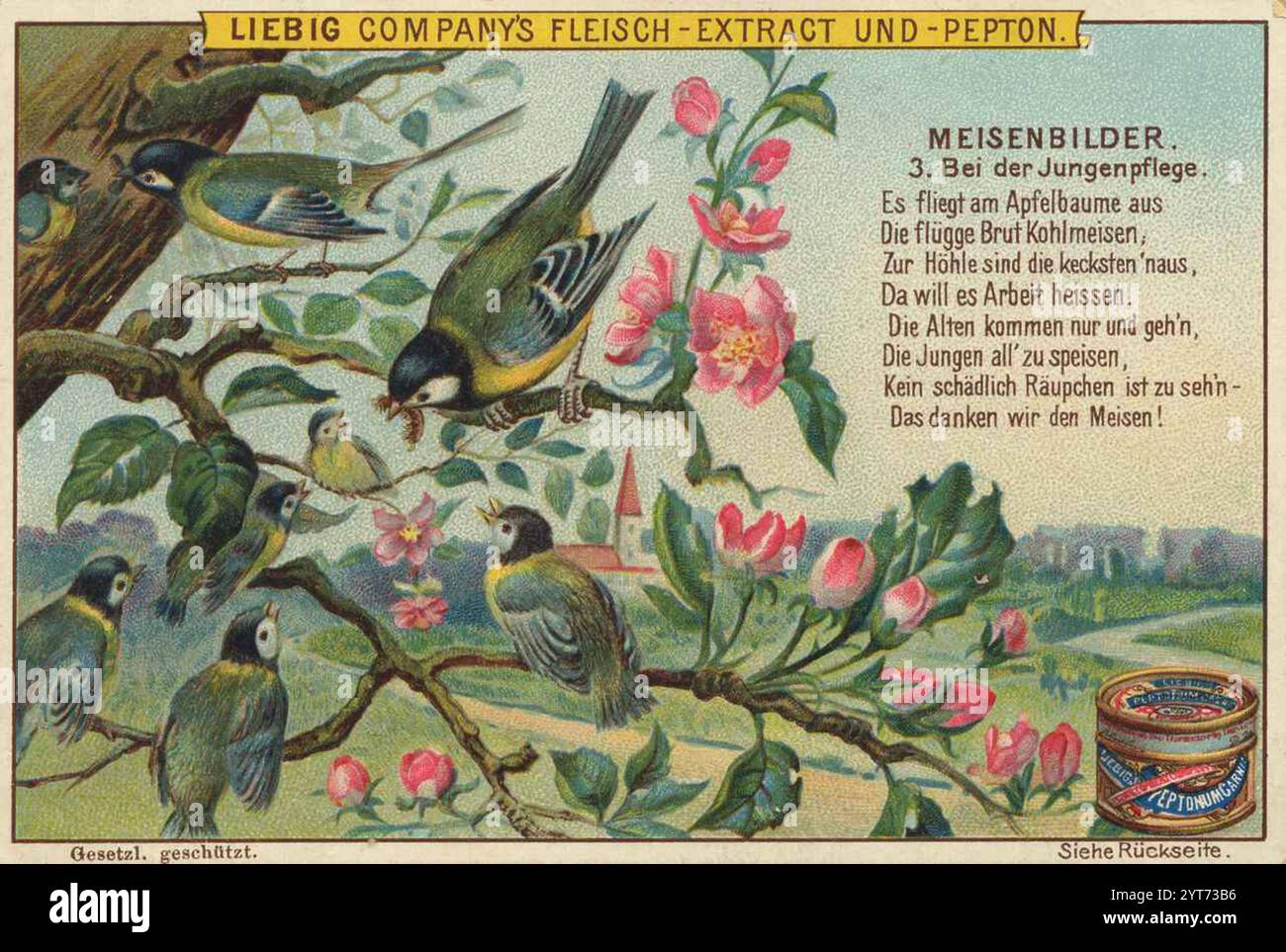 Bilderserie Vögel, Meisen, bei der Jungenpflege, Liebigbild, digital restaurierte Reproduktion eines Sammelbildes von CA 1900, gemeinfrei, genaues Datum unbekannt, Vögel auf einem blühenden Baum mit Nest und frühlingshaften Farben 1f-4852611 Stockfoto Bilderserie Vögel, Meisen, bei der Jungenpflege, Liebigbild, digital restaurierte Reproduktion eines Sammelbildes von CA 1900, gemeinfrei, genaues Datum unbekannt, Vögel auf einem blühenden Baum mit Nest und frühlingshaften Farben 1f-4852611 Stockfoto