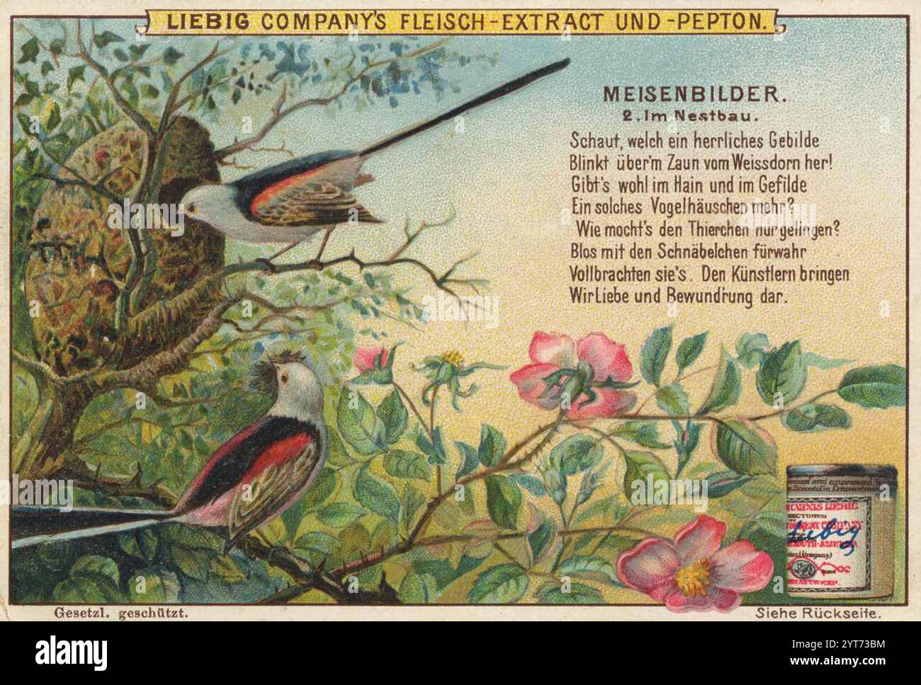 Bilderserie Vögel, Meisen, beim Nestbau, Liebigbild, digital restaurierte Reproduktion eines Sammelbildes von CA 1900, gemeinfrei, genaues Datum unbekannt, zwei Vögel auf blühendem AST in einer nostalgischen Szene mit leuchtenden Farben 1f-4852610 Stockfoto Bilderserie Vögel, Meisen, beim Nestbau, Liebigbild, digital restaurierte Reproduktion eines Sammelbildes von CA 1900, gemeinfrei, genaues Datum unbekannt, zwei Vögel auf blühendem AST in einer nostalgischen Szene mit leuchtenden Farben 1f-4852610 Stockfoto