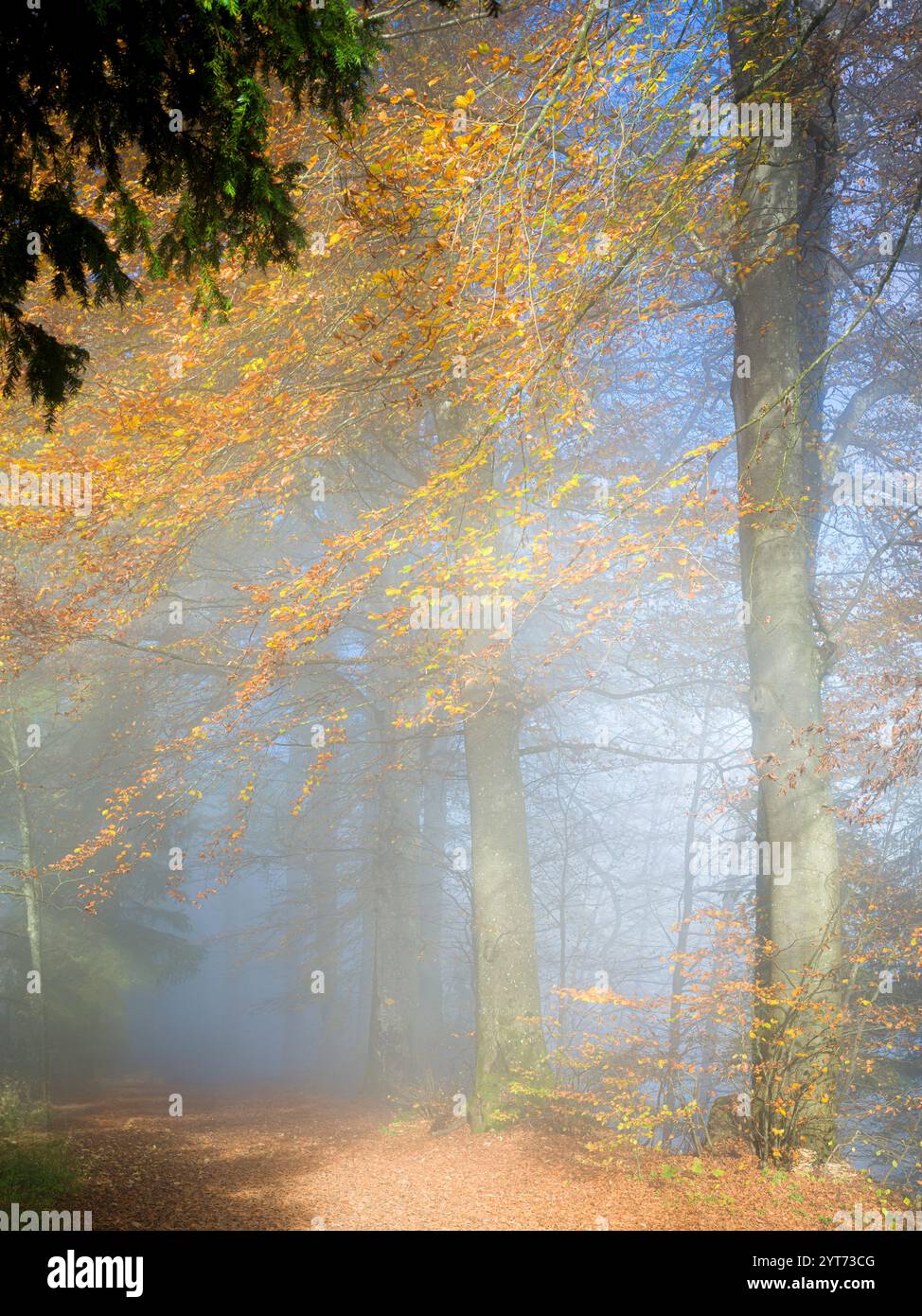 Herbst auf dem Uetliberg Stockfoto