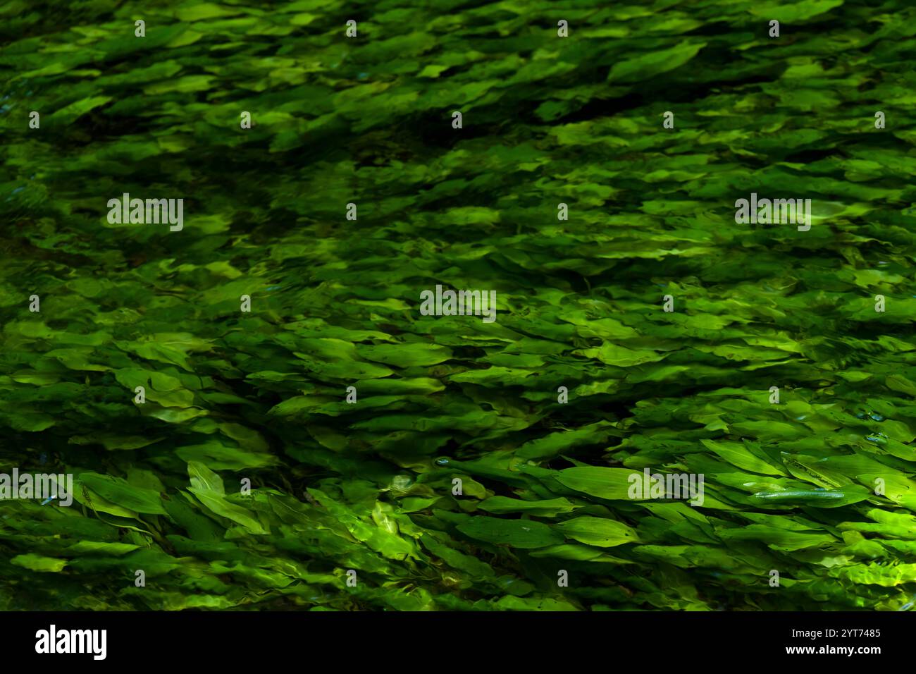 Blätter von Knüpflingen im fließenden Wasser eines Baches, Deutschland Stockfoto