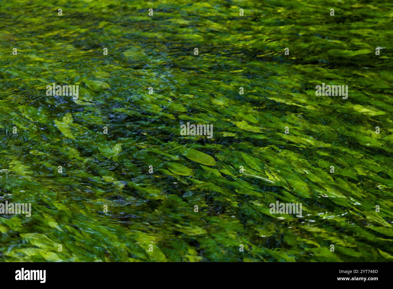 Blätter von Knüpflingen im fließenden Wasser eines Baches, Deutschland Stockfoto