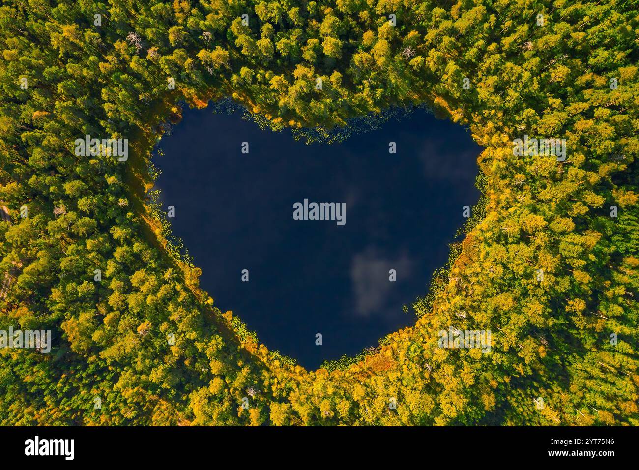 Aus der Vogelperspektive über den herzförmigen Teich im Herbstwald mit gelben Herbstfarben, Schweden, Skandinavien Stockfoto