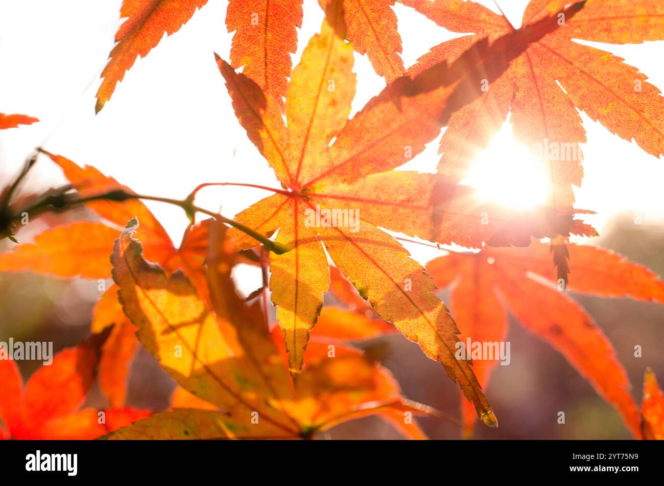 Ahornzweige mit gelben Blättern im Herbst, im Licht des Sonnenuntergangs. Trockene herbstliche Blätter Hintergrund, goldenes Ahornblatt Laub. Stockfoto