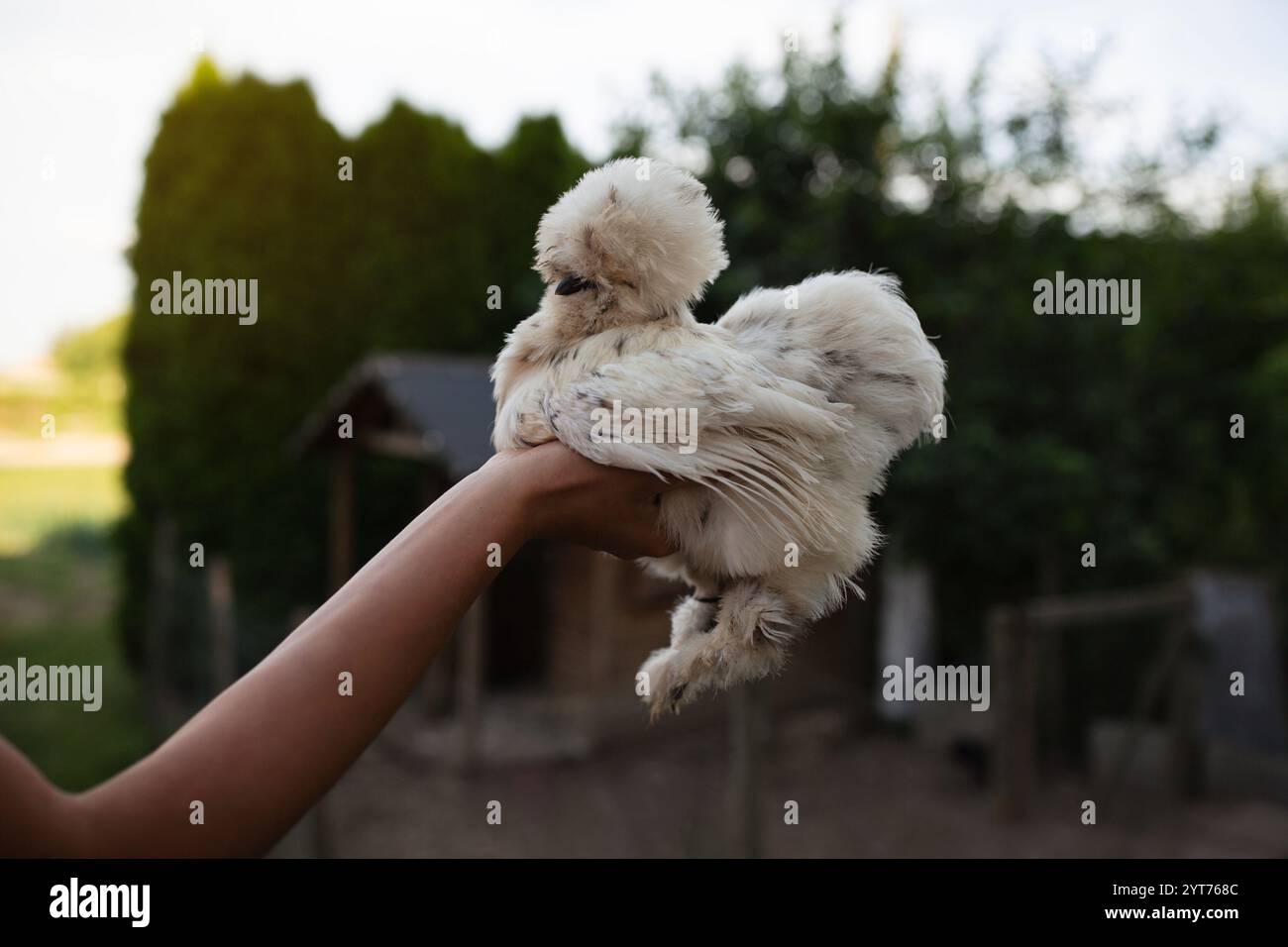 Ein dekoratives weißes Huhn Stockfoto