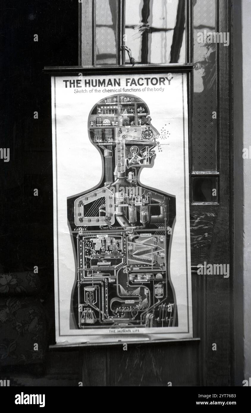 1930er Jahre, historisch, hängt an einer hölzernen Glaswand, ein Pull-down-Poster der menschlichen Fabrik, Skizze der chemischen Funktionen des Körpers. Das Poster zeigt einen Ausschnitt mit Illustrationen der lebenswichtigen inneren Organe, einschließlich der wesentlichen Organe wie Magen, Herz, Luftröhre, Leber....das Poster ist die englische Version des anatomisch-industriellen Posters aus der Mensch als Industriepalast. Stockfoto