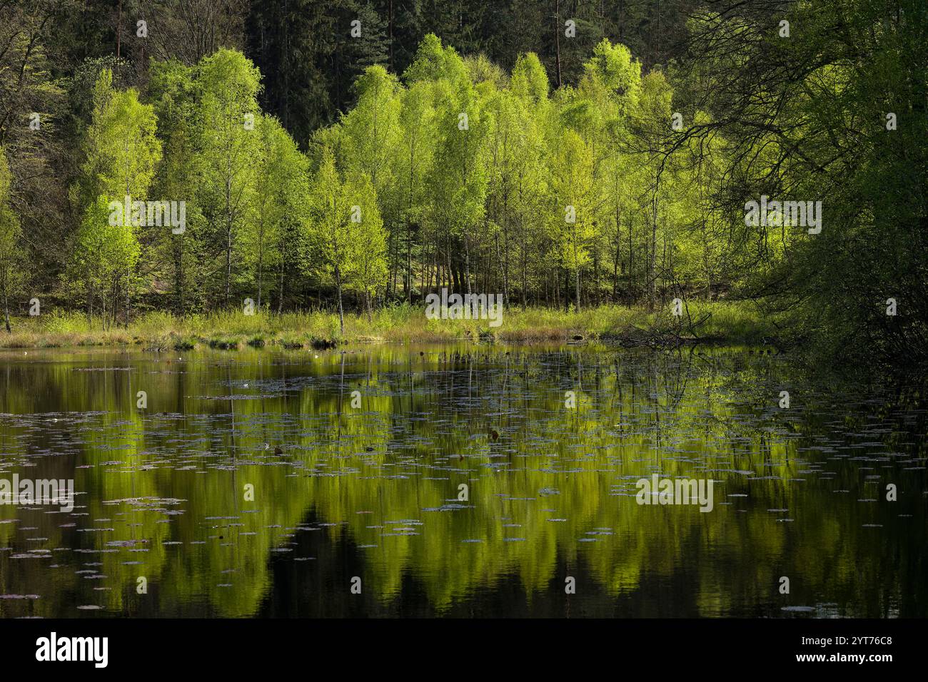 Frühling bei Kranzwoog, die frischen Blätter der Birken leuchten im Sonnenlicht, Naturpark Moosbachtal bei Dahn, Naturpark Pfälzerwald, Biosphärenpark Pfälzerwald-Nordvogesen, Deutschland, Rheinland-Pfalz Stockfoto