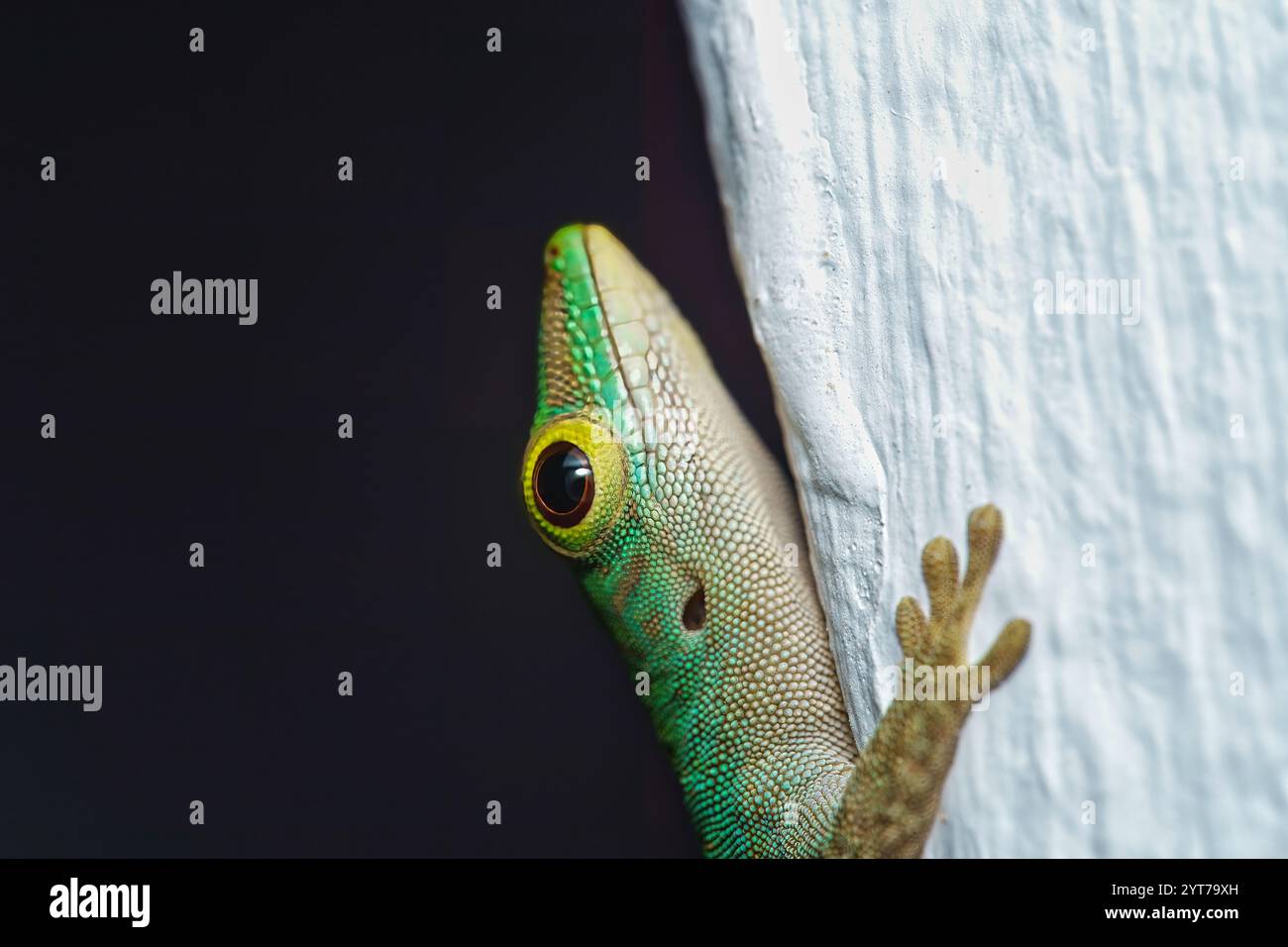 Makrofotografie des grünen Geckos der Seychellen, Mahe Seychellen Stockfoto