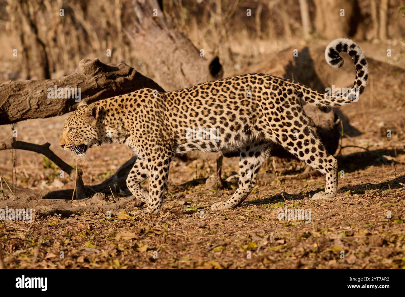 Afrikanischer Leopard (Panthera pardus pardus), South Luangwa National Park, Mfuwe, Sambia, Afrika Stockfoto
