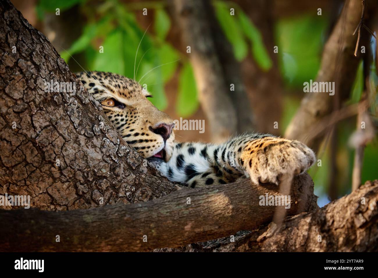 Porträt eines jungen afrikanischen Leoparden (Panthera pardus pardus) in einem Baum, South Luangwa National Park, Mfuwe, Sambia, Afrika Stockfoto