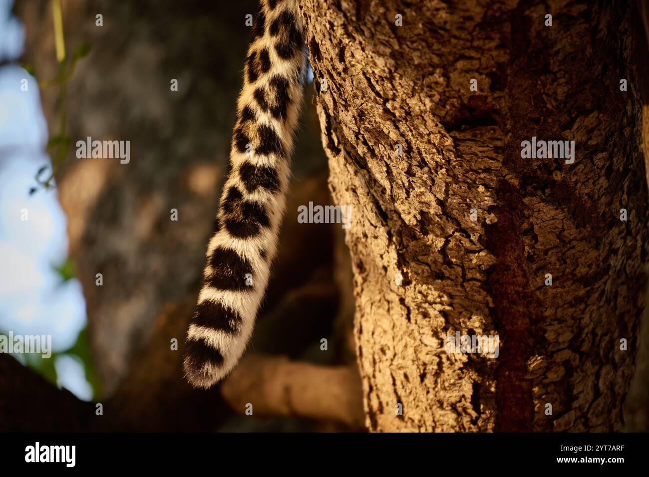 Schwanz eines afrikanischen Leoparden (Panthera pardus pardus), South Luangwa National Park, Mfuwe, Sambia, Afrika Stockfoto