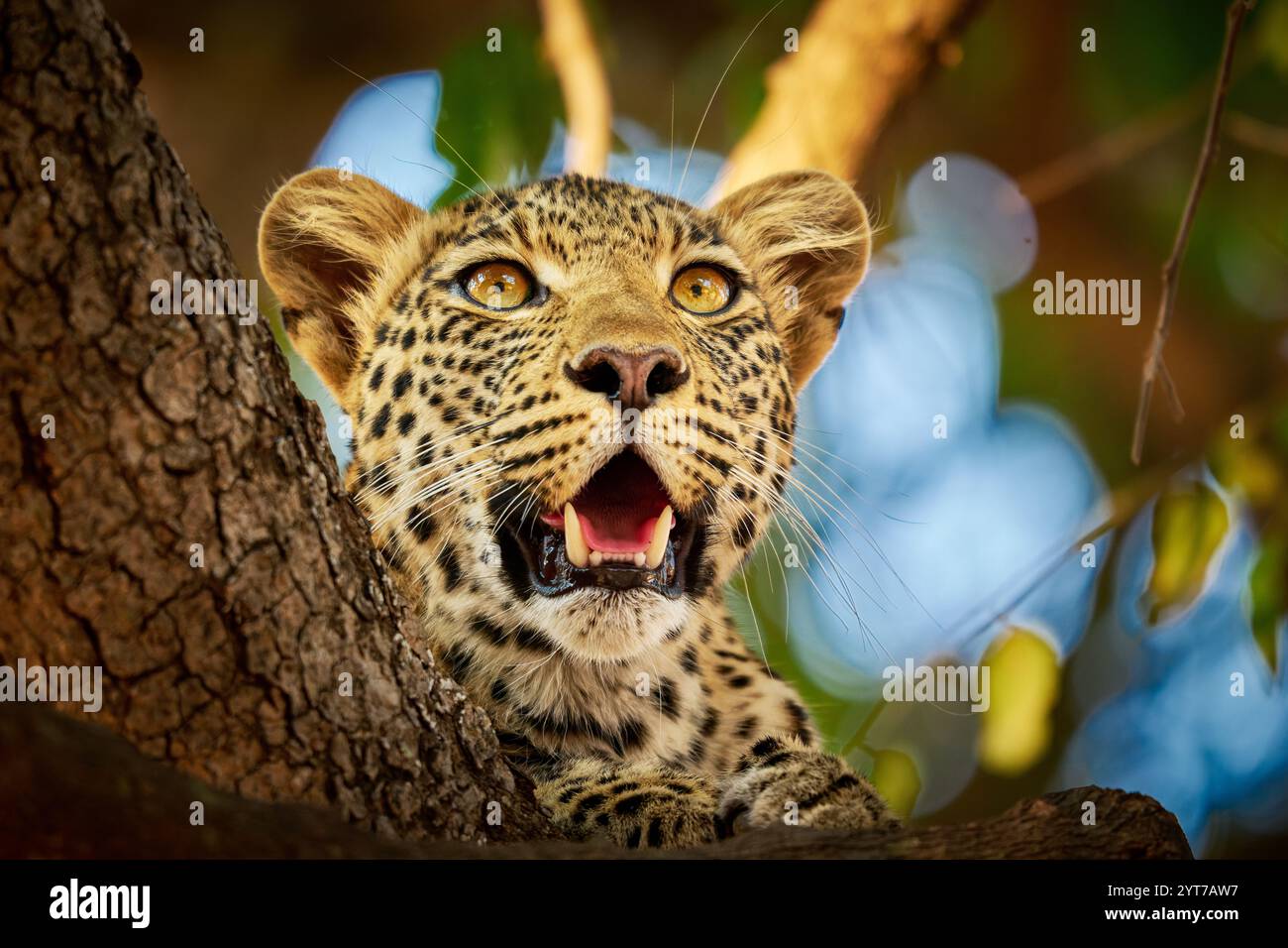Porträt eines jungen afrikanischen Leoparden (Panthera pardus pardus) in einem Baum, South Luangwa National Park, Mfuwe, Sambia, Afrika Stockfoto