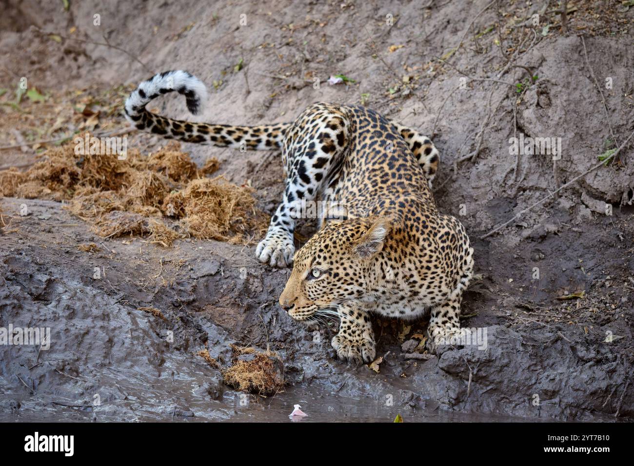 Afrikanischer Leopard (Panthera pardus pardus), South Luangwa National Park, Mfuwe, Sambia, Afrika Stockfoto