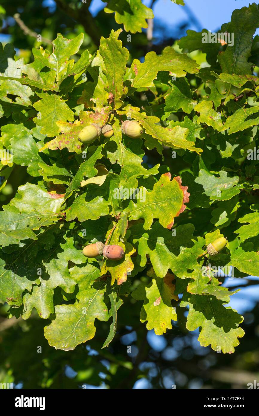 Eiche im Herbst, Früchte, Eicheln, Nahaufnahme Stockfoto