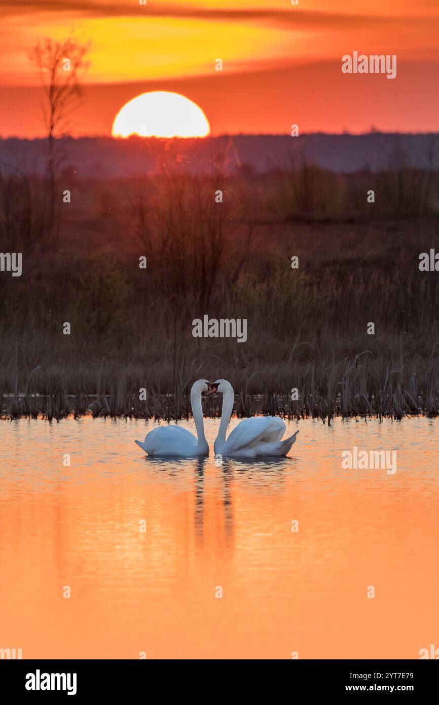 Zwei Schwäne im Sonnenuntergang, romantisch, Herbst Stockfoto