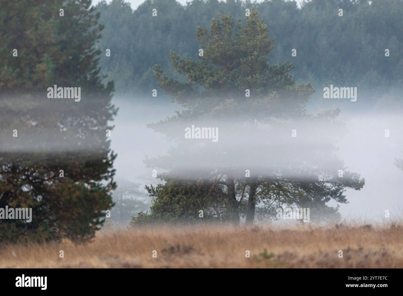 Herbst auf dem Militärübungsgelände Munster Süd Stockfoto