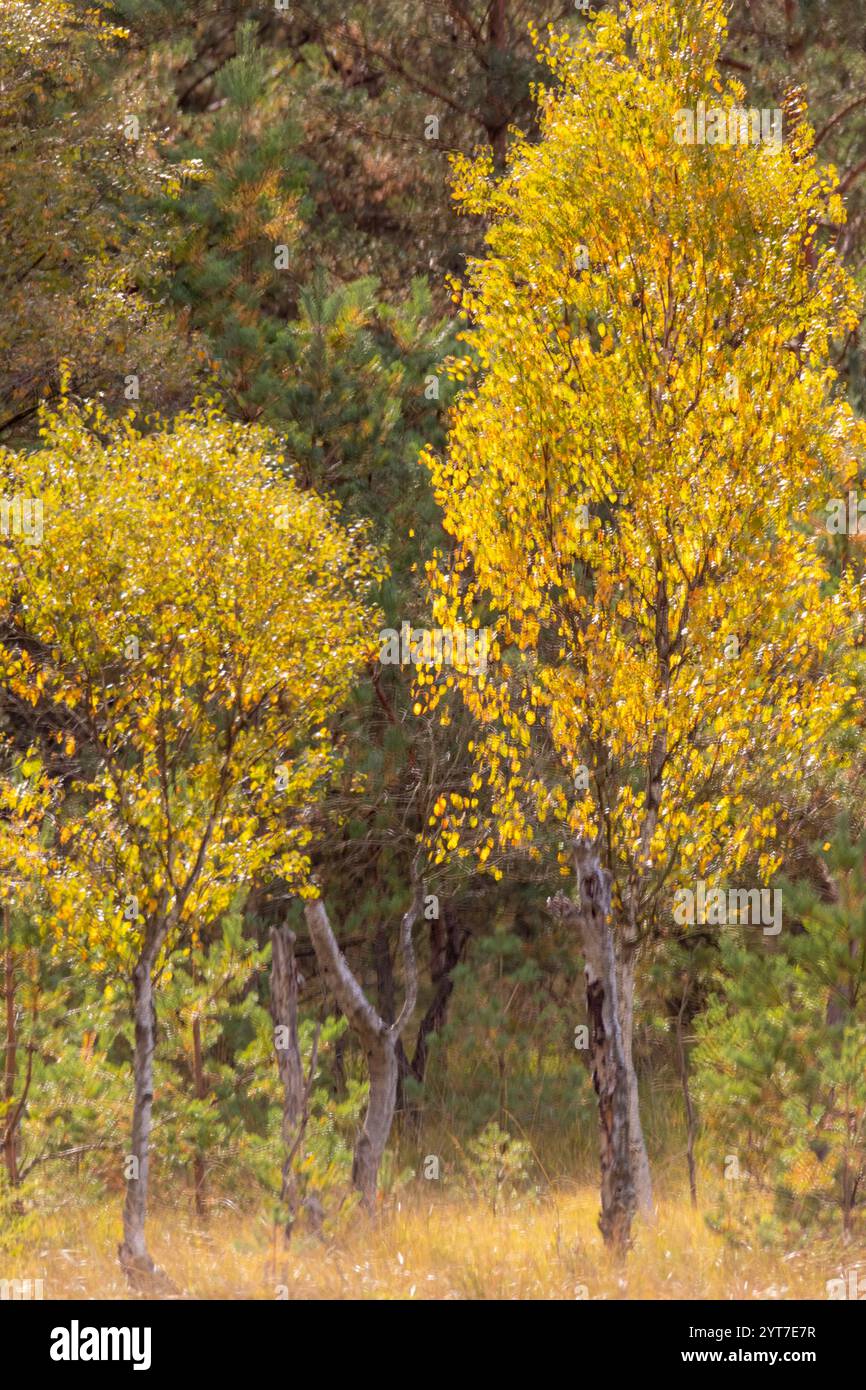 Herbst auf dem Militärübungsgelände Munster Süd Stockfoto