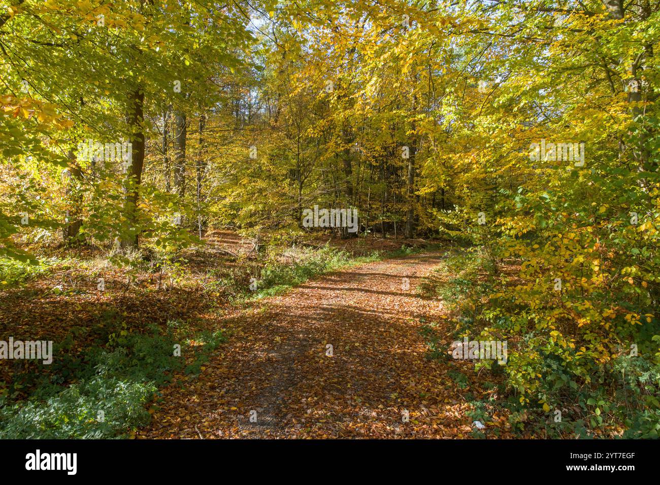 Herbstlichen Wald Stockfoto