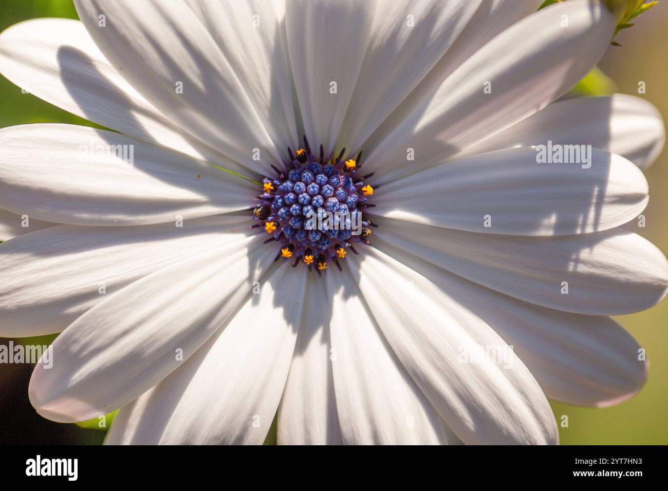 Dimorphotheca ecklonis, afrikanische Gänseblümchen Stockfoto