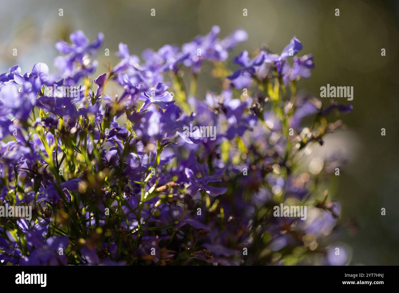 Lobelia erinus, blaue Blumen, Sommerbeet Stockfoto