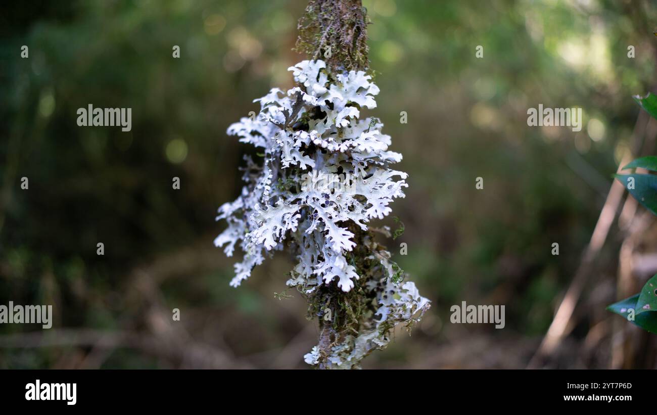 Details über die einheimische Flora aus der Umgebung der Thermalquelle Aguas Calientes im Puyehue-Nationalpark, Region Los Rios, Süd-Chile Stockfoto
