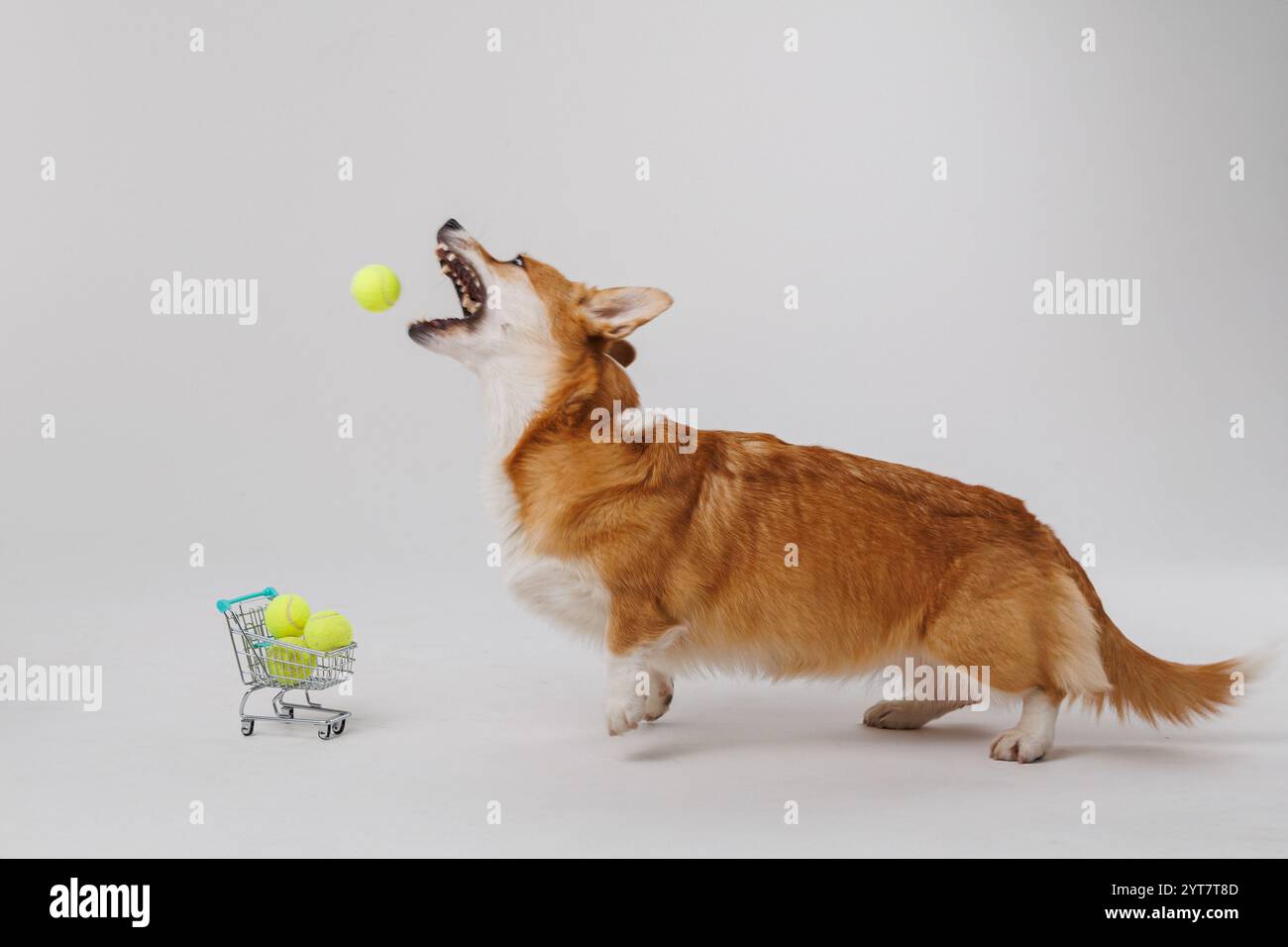 Corgi-Hund springt, um einen Tennisball zu fangen, mit einem Einkaufswagen voller Tennisbälle. Hochwertige Fotos Stockfoto