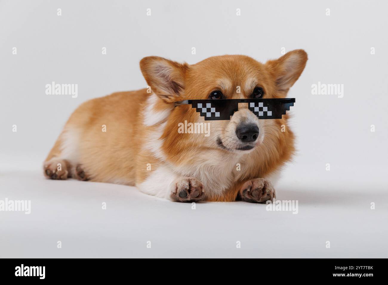 Chill Corgi Hund mit pixeliger Sonnenbrille, entspannt und stilvoll in einer lustigen Pose. Hochwertige Fotos Stockfoto