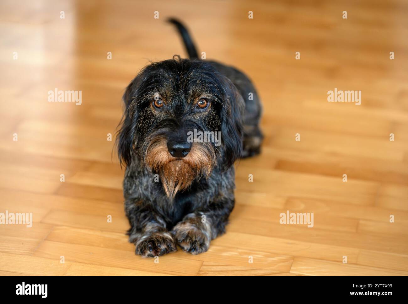 Rauhaariger Dackel, männlich, 3 Jahre alt, auf dem Boden liegend Stockfoto