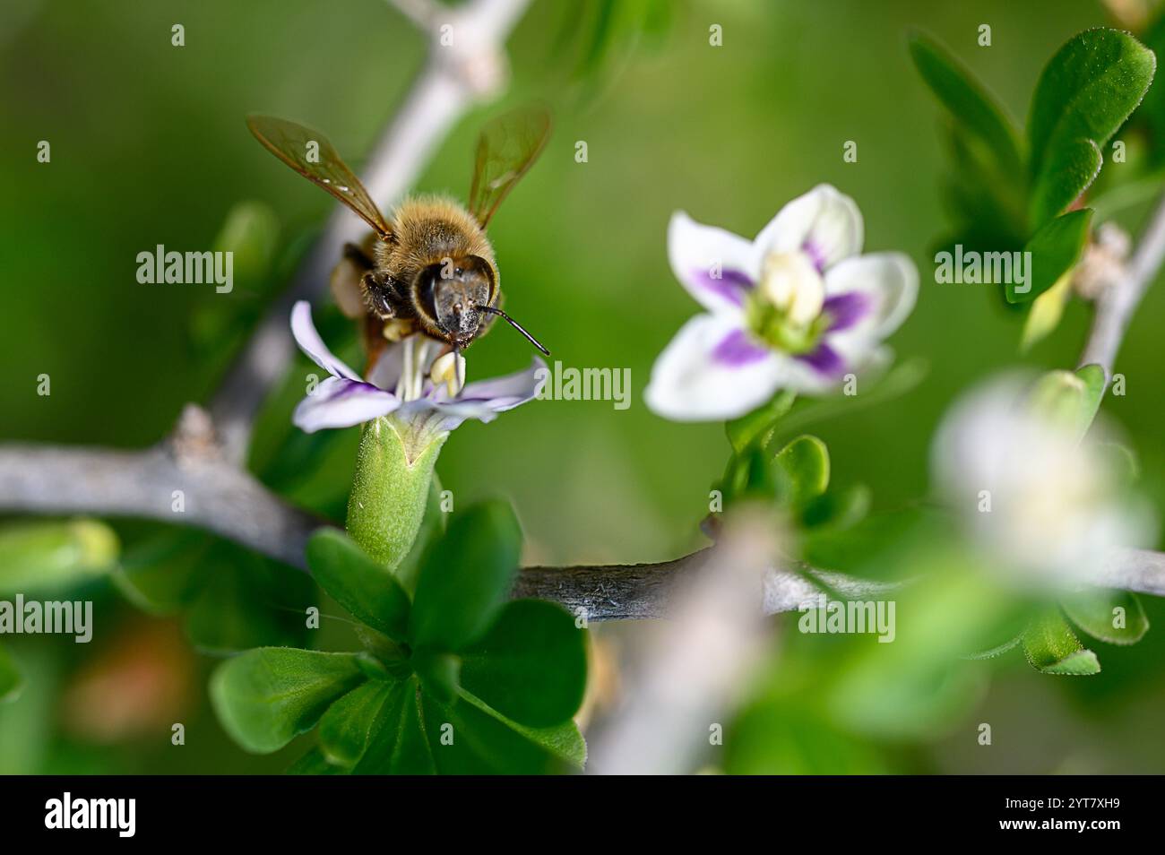 An einem sonnigen Frühlingstag sammelt eine Biene viel Nektar aus blühenden Blüten, während sie von üppigen grünen Blättern umgeben ist. Stockfoto