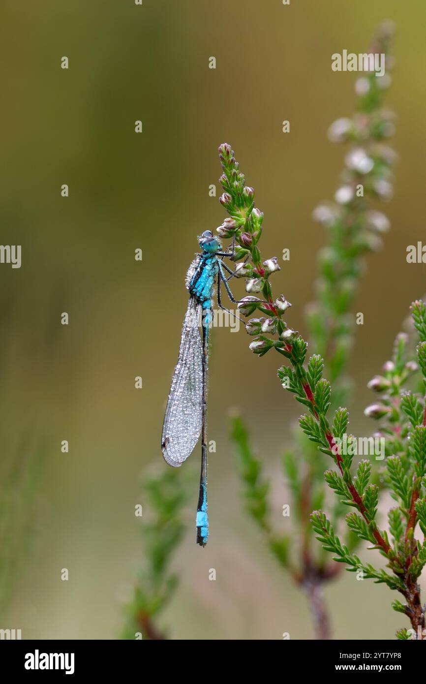 Blauschwanzige Damselfliege, die auf einem Zweig aus blassrosa, blassem Heidekraut vor einem diffusen Hintergrund sitzt Stockfoto