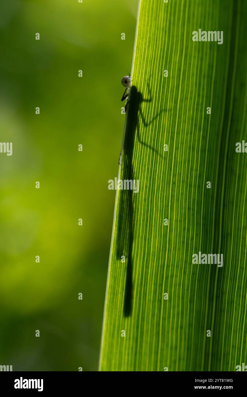Ein skurriles Bild einer Damselfliege, die um einen Blattrand schaut, mit nur einem Auge und einem vollen Schatten, der seinen Körper zeigt Stockfoto