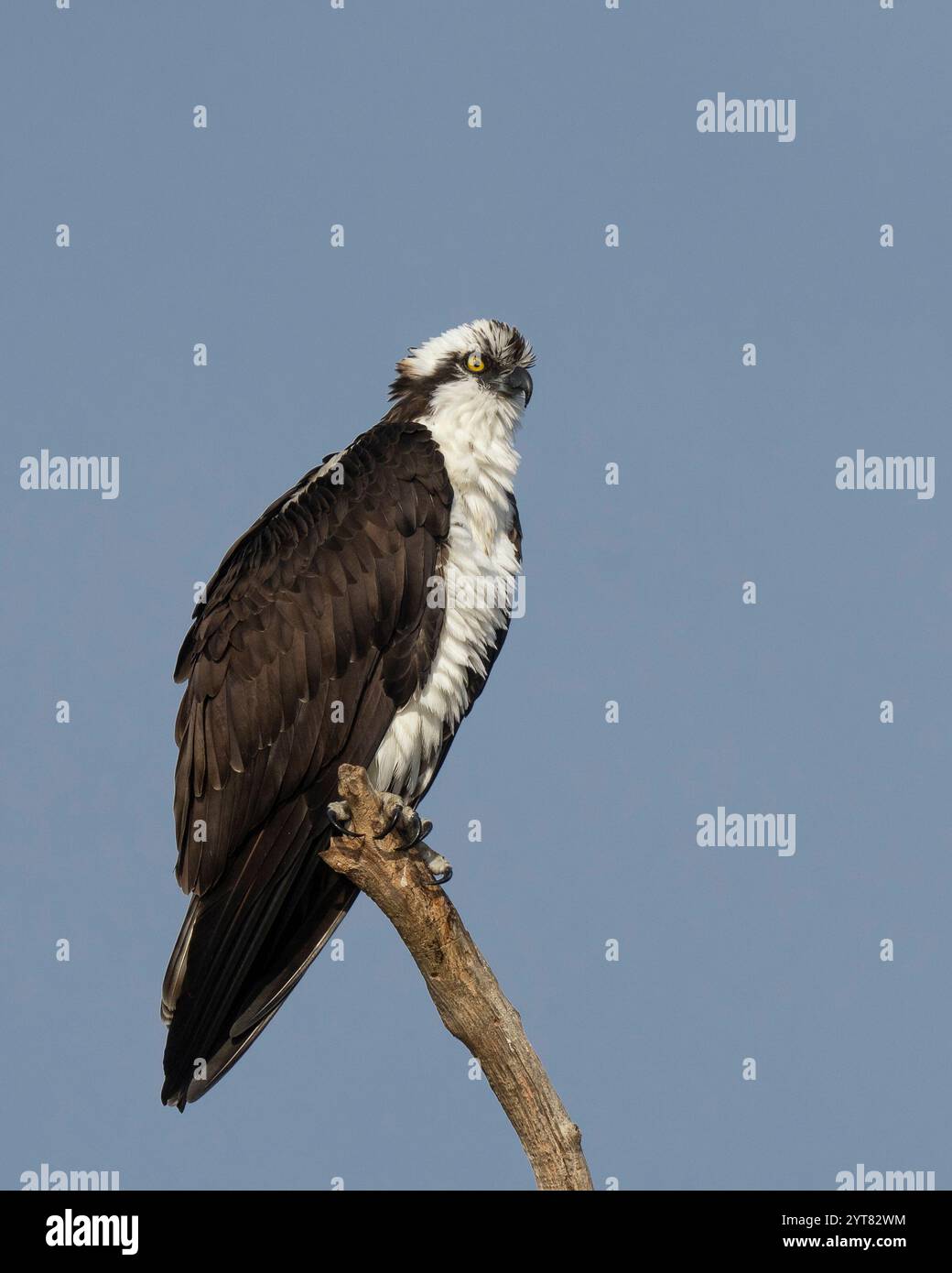 Osprey (Pandion haliaetus) Sacramento County Kalifornien USA Stockfoto