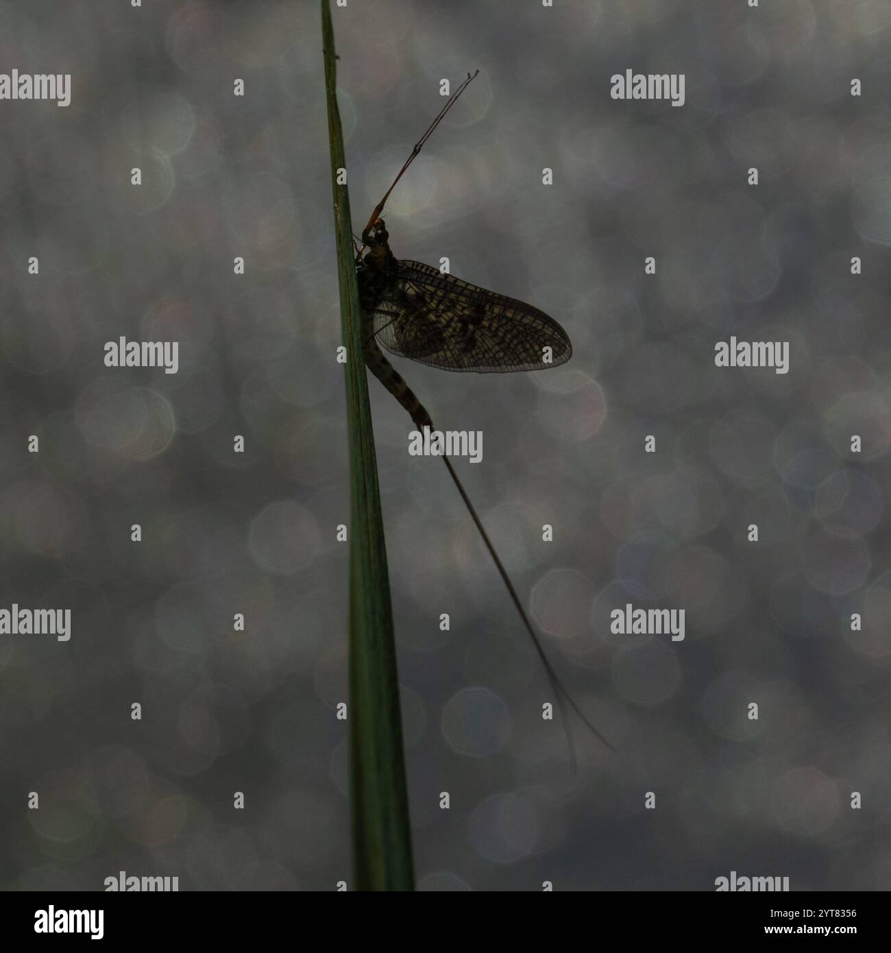 Gewöhnliche Mayfly, die auf einem Schilf mit silbernem Bokeh im Hintergrund sitzt Stockfoto