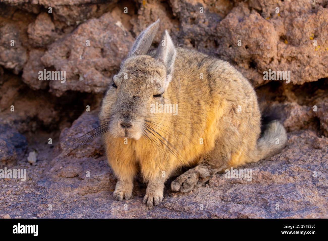 Die südliche Viscacha (Lagidium viscacia) liegt auf vulkanischen Felsen in der Nähe von Uyuni, Bolivien. In den Anden beheimatet und gut an die Höhenlage angepasst. Stockfoto