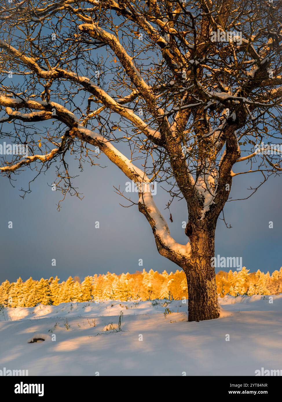 Baum in der Sonne, Winter, Schnee Stockfoto
