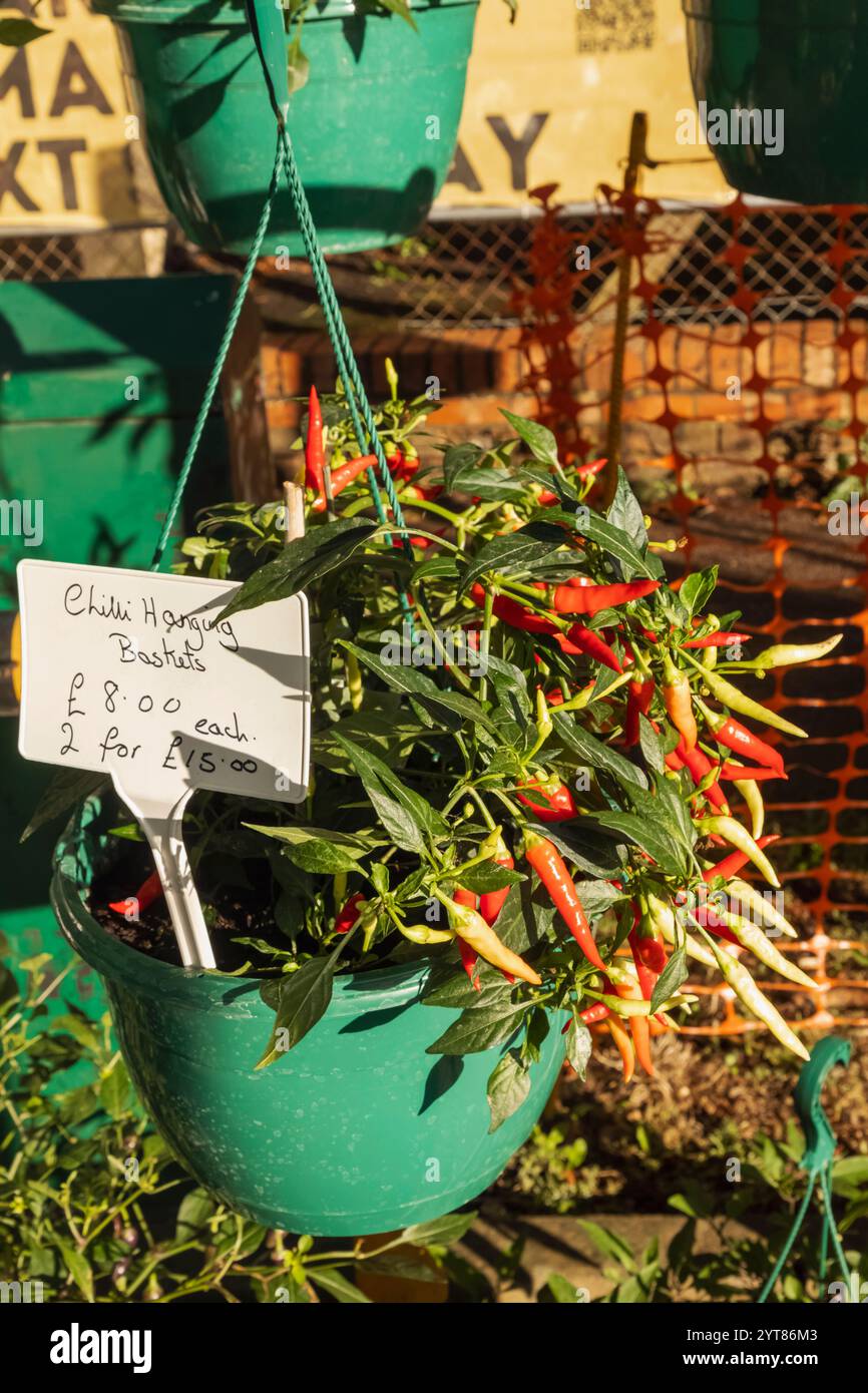 England, Kent, Tonbridge, der Bauernmarkt, Ausstellung von Chilli Hängekörben Stockfoto