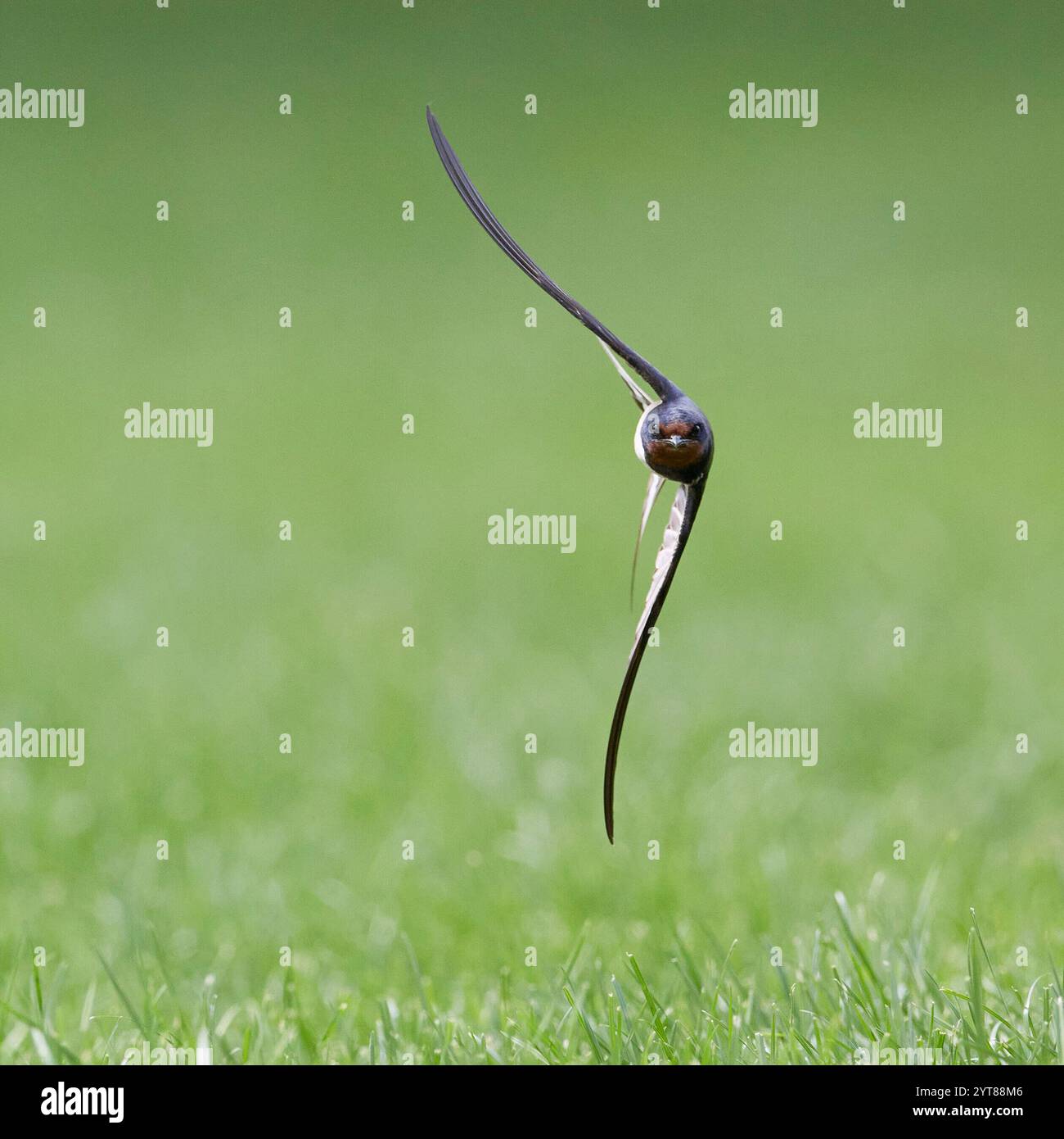 Schwalbe, Schwalbe, Hirundo rustica, im Flug Stockfoto