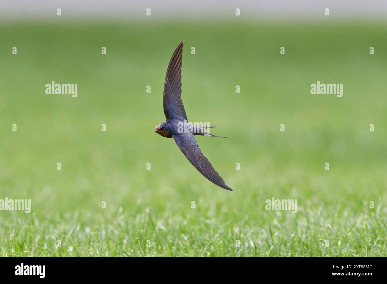 Schwalbe, Schwalbe, Hirundo rustica, im Flug Stockfoto