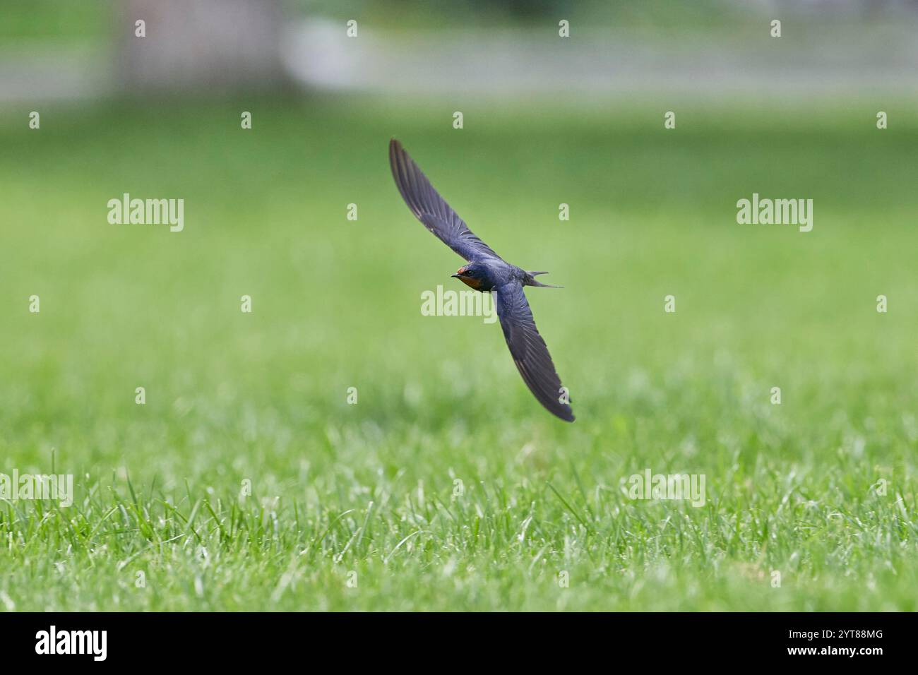 Schwalbe, Schwalbe, Hirundo rustica, im Flug Stockfoto