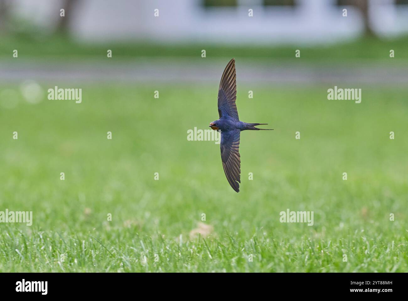 Schwalbe, Schwalbe, Hirundo rustica, im Flug Stockfoto