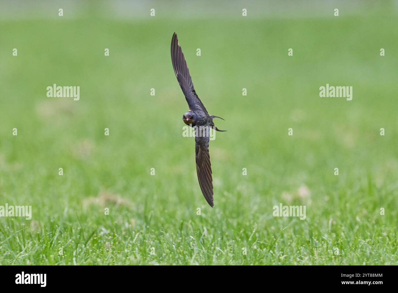 Schwalbe, Schwalbe, Hirundo rustica, im Flug Stockfoto